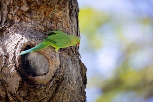 a green bird sitting on the side of a tree