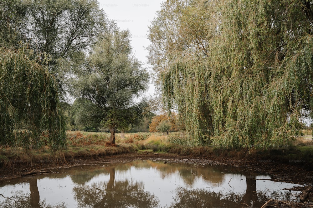 ein Gewässer, umgeben von Bäumen und Gras