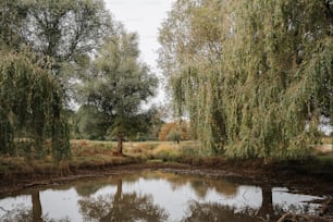 a body of water surrounded by trees and grass