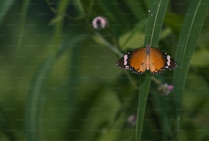 uma borboleta sentada em cima de uma planta verde
