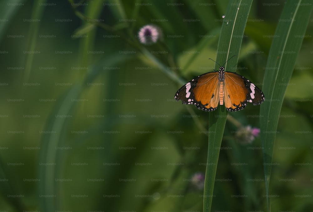 a butterfly sitting on top of a green plant