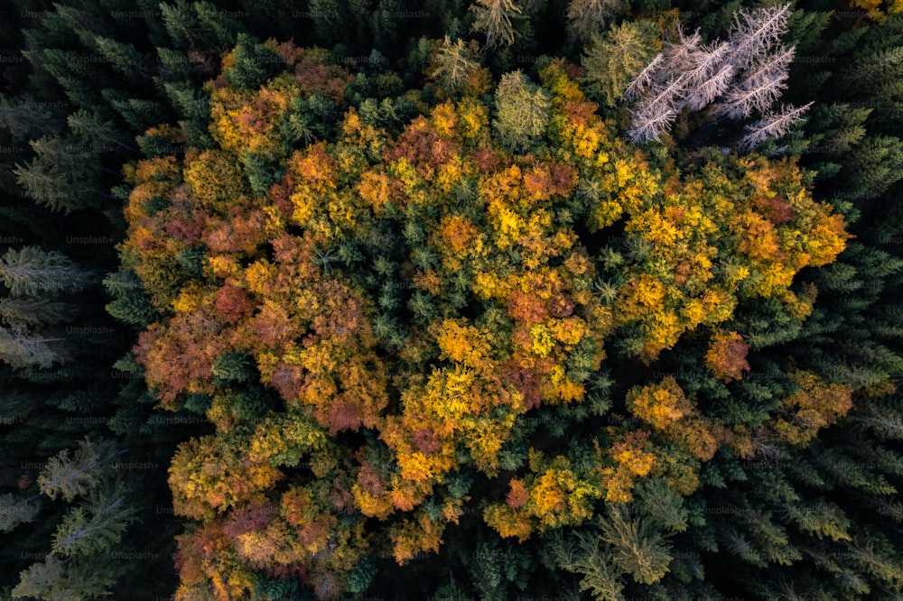Vista aérea de uma floresta com muitas árvores