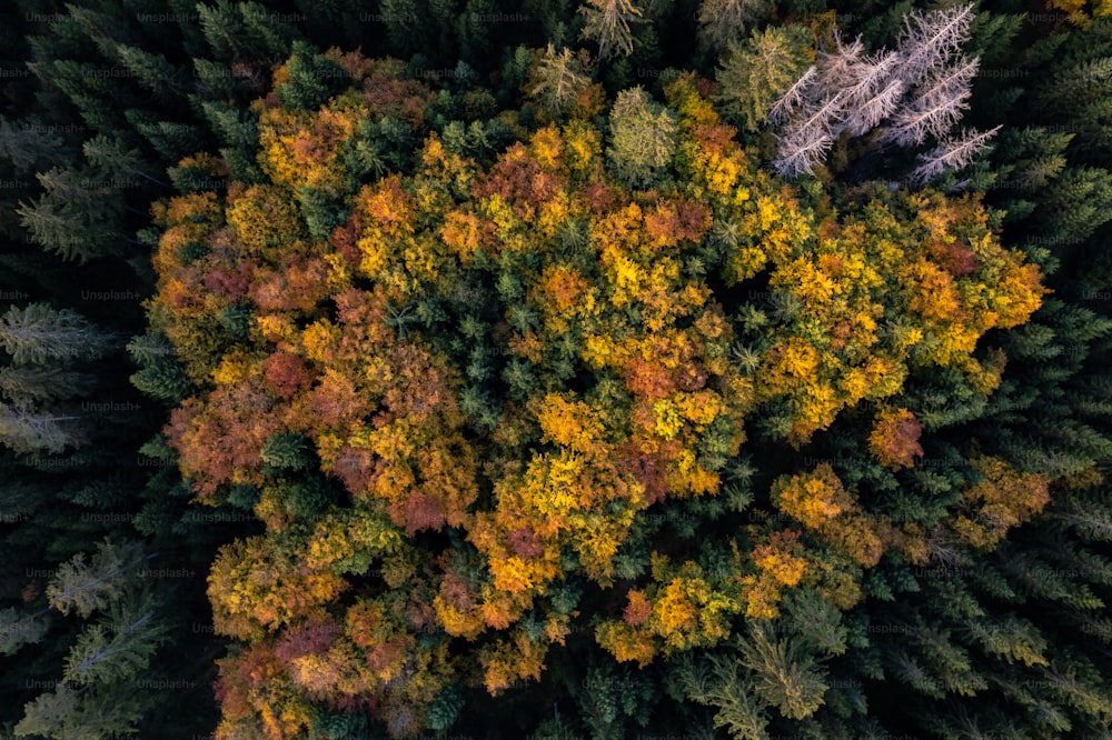 an aerial view of a forest with lots of trees