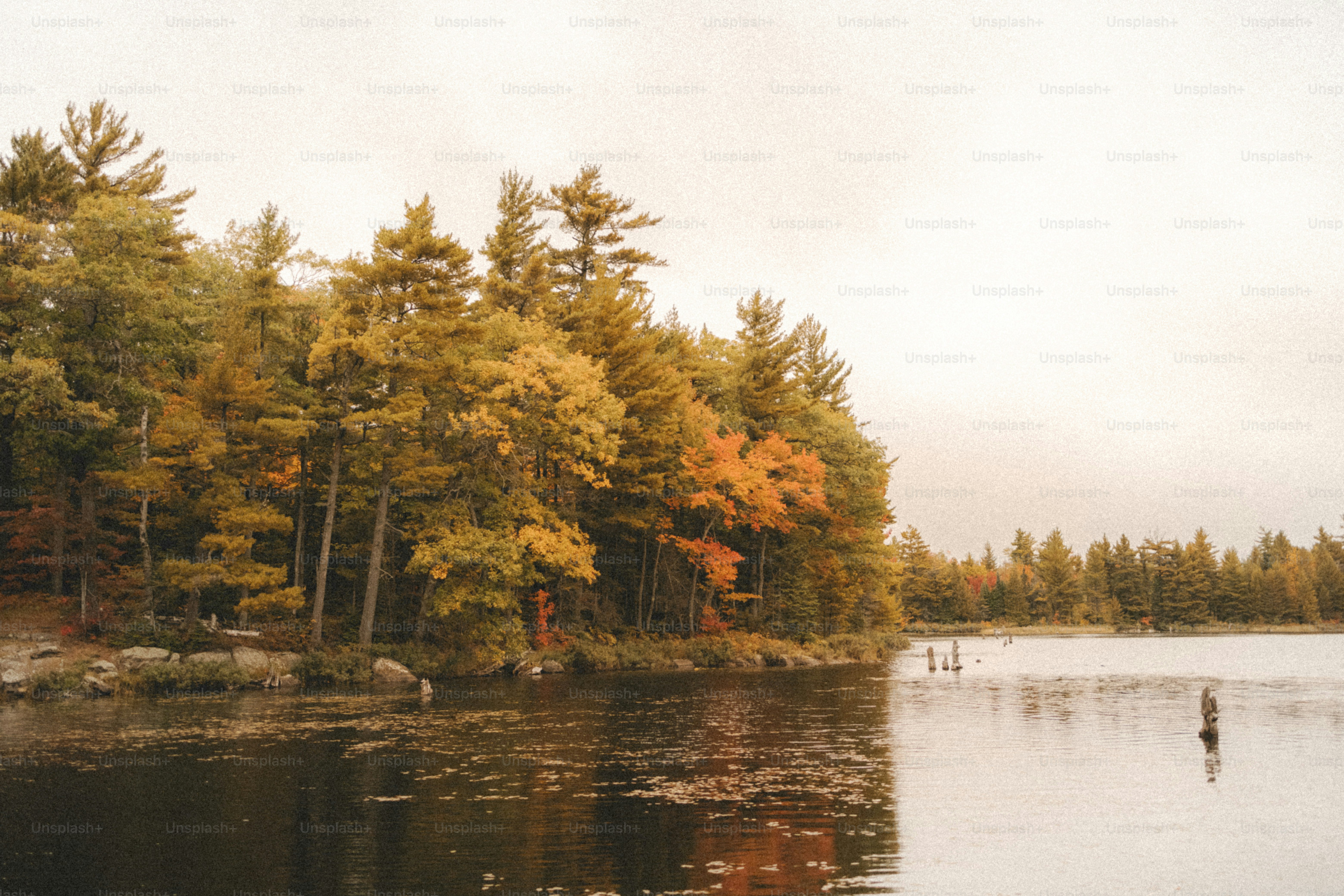 a body of water surrounded by lots of trees