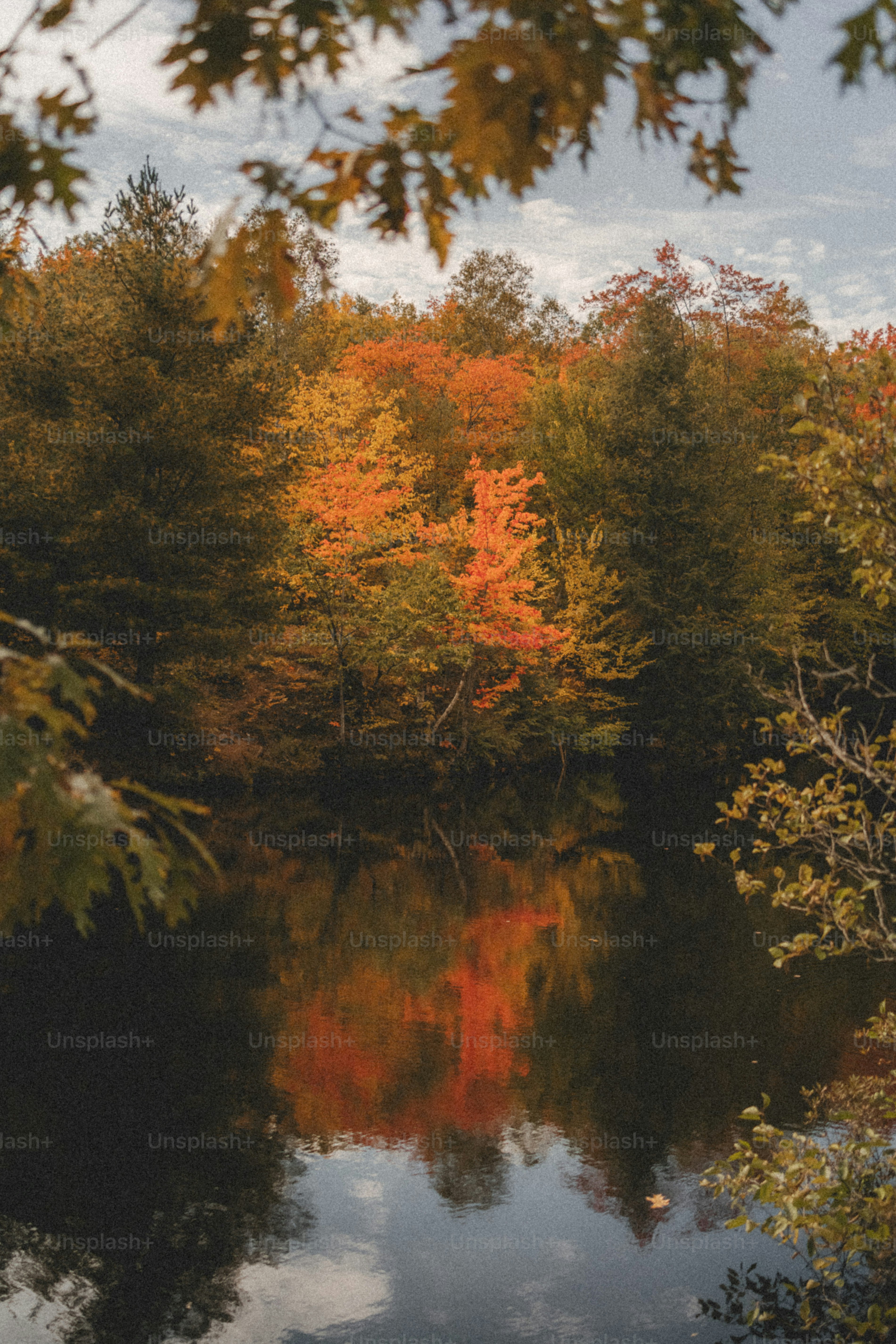 a body of water surrounded by lots of trees