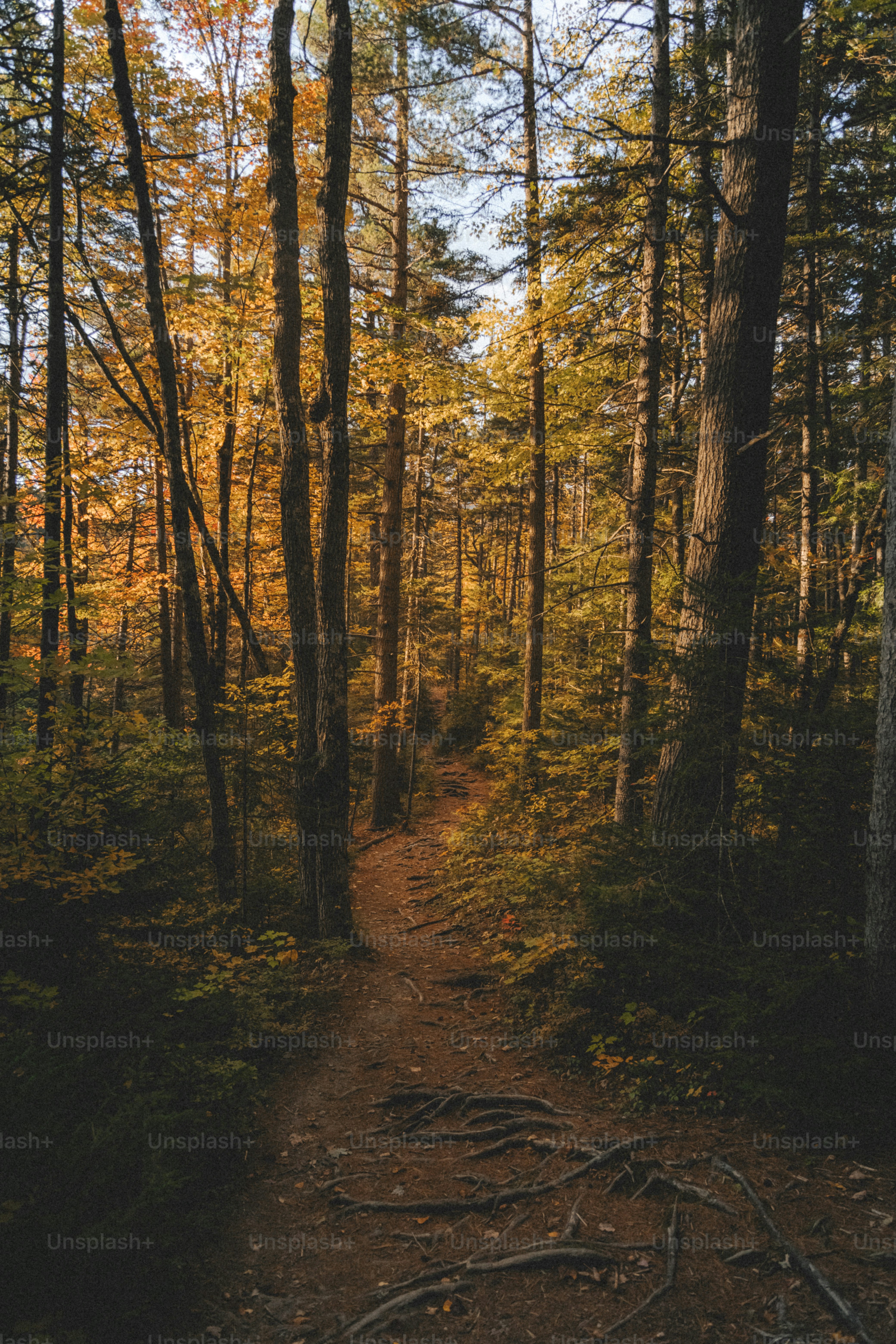 a trail in the woods with lots of trees