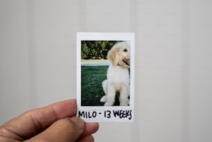 une main tenant un polaroid avec une image d’un chien