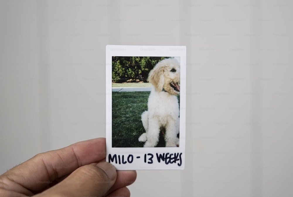 a hand holding a polaroid with a picture of a dog