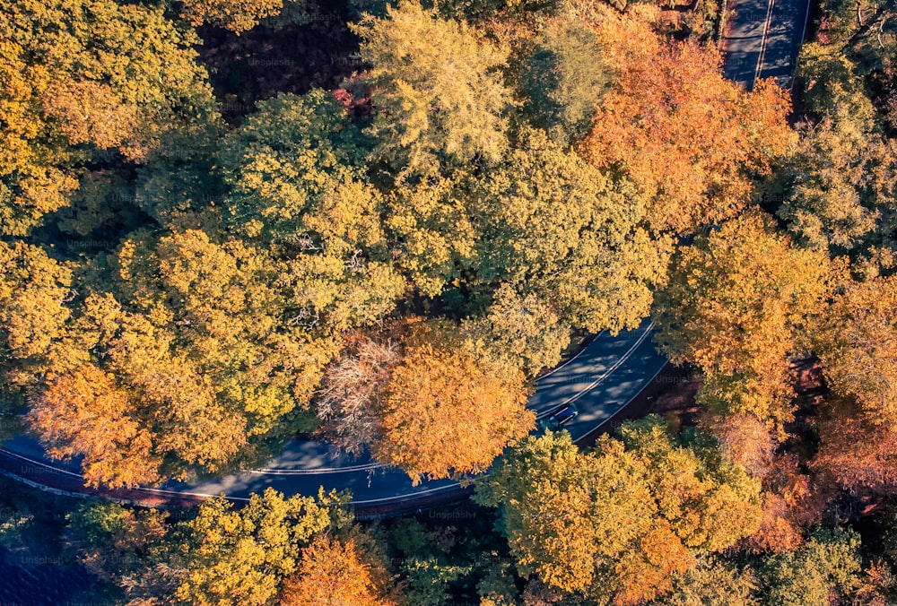 Luftaufnahme einer kurvenreichen Straße, die von Bäumen umgeben ist