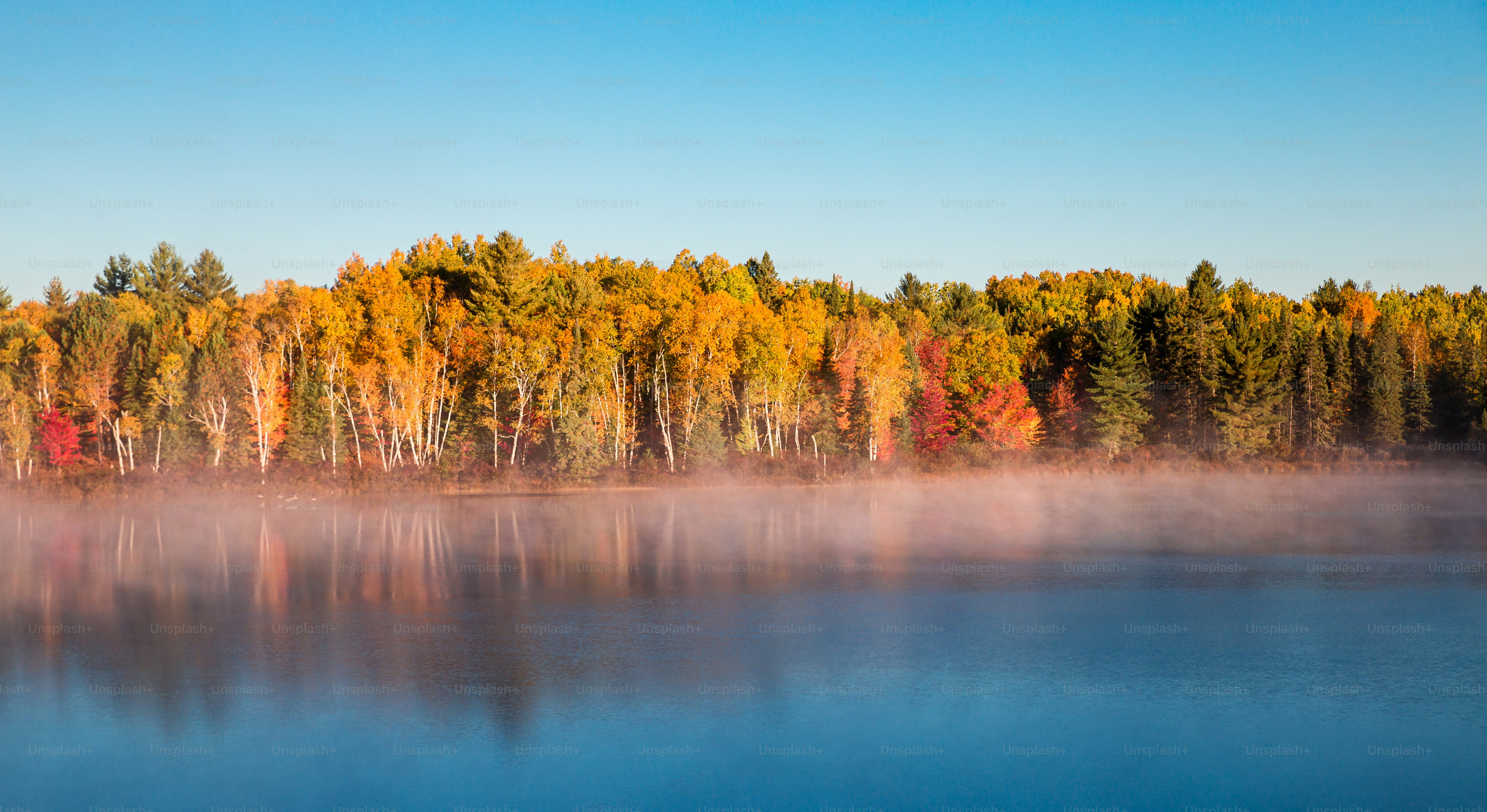 a body of water surrounded by lots of trees