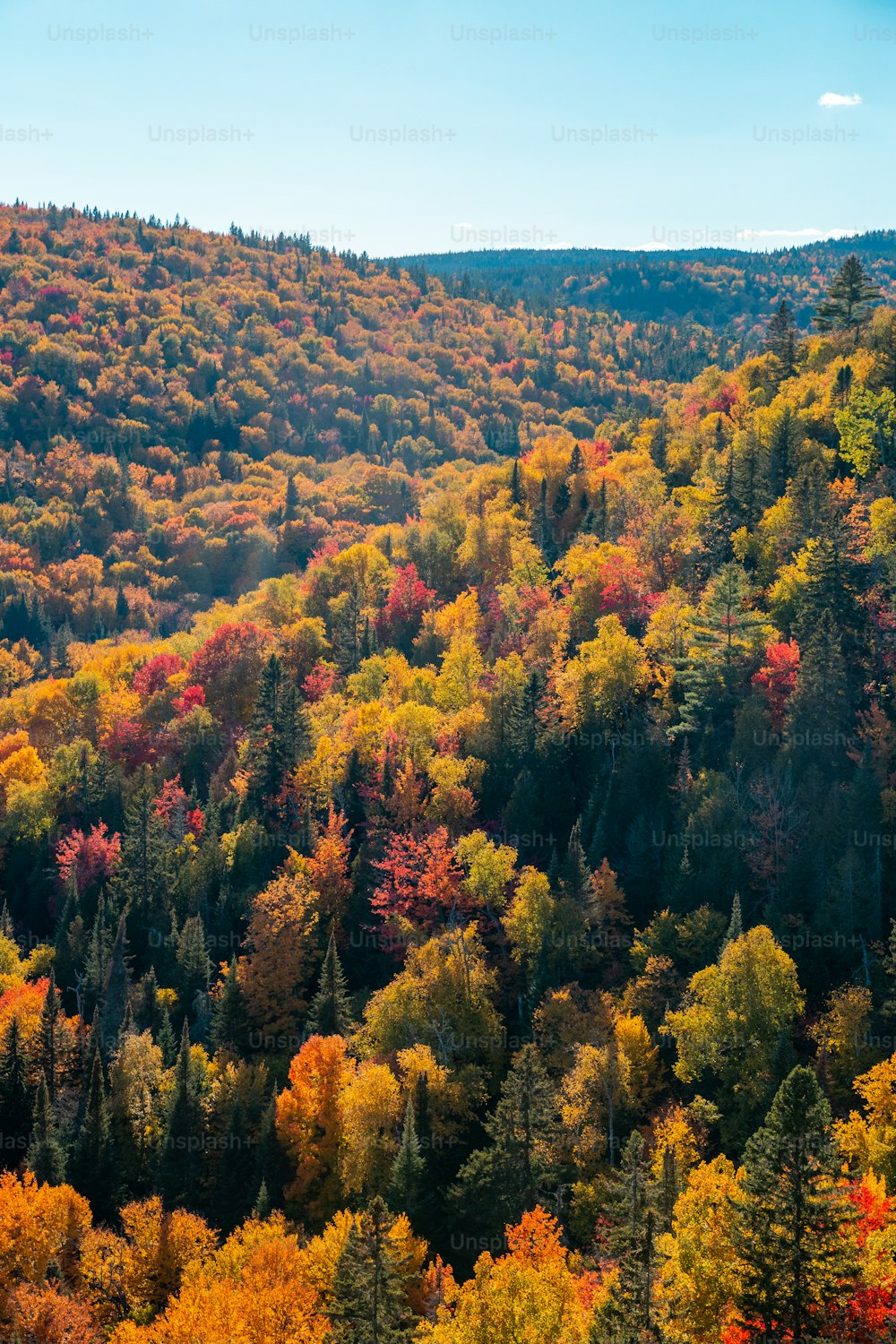 Ein Wald mit vielen Bäumen, die in Herbstfarben gehüllt sind