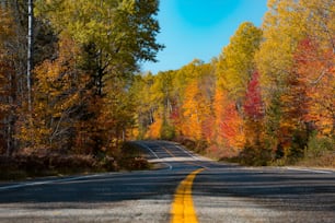 a road surrounded by trees with yellow and red leaves