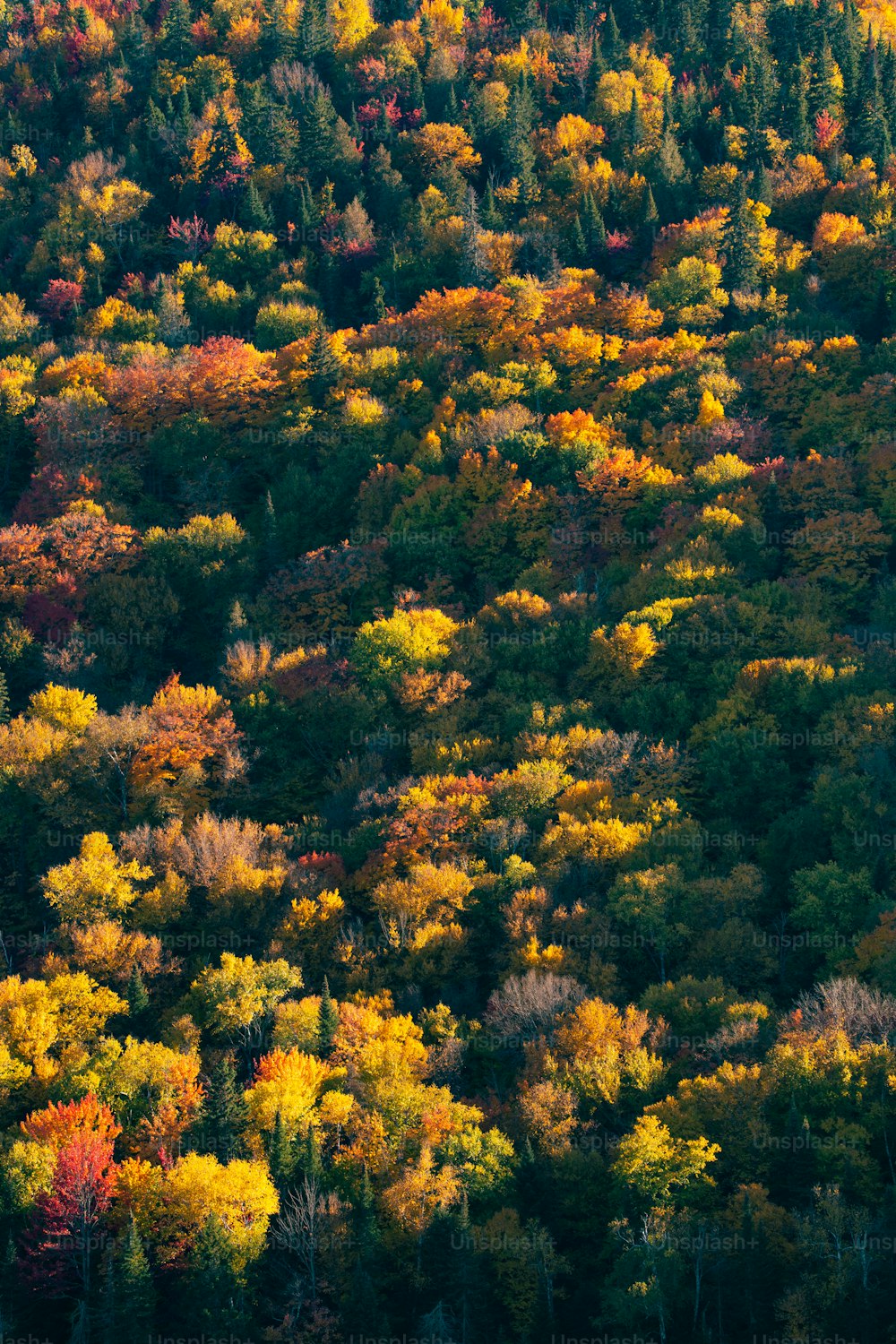 Ein Wald mit vielen Bäumen, die in Herbstfarben gehüllt sind