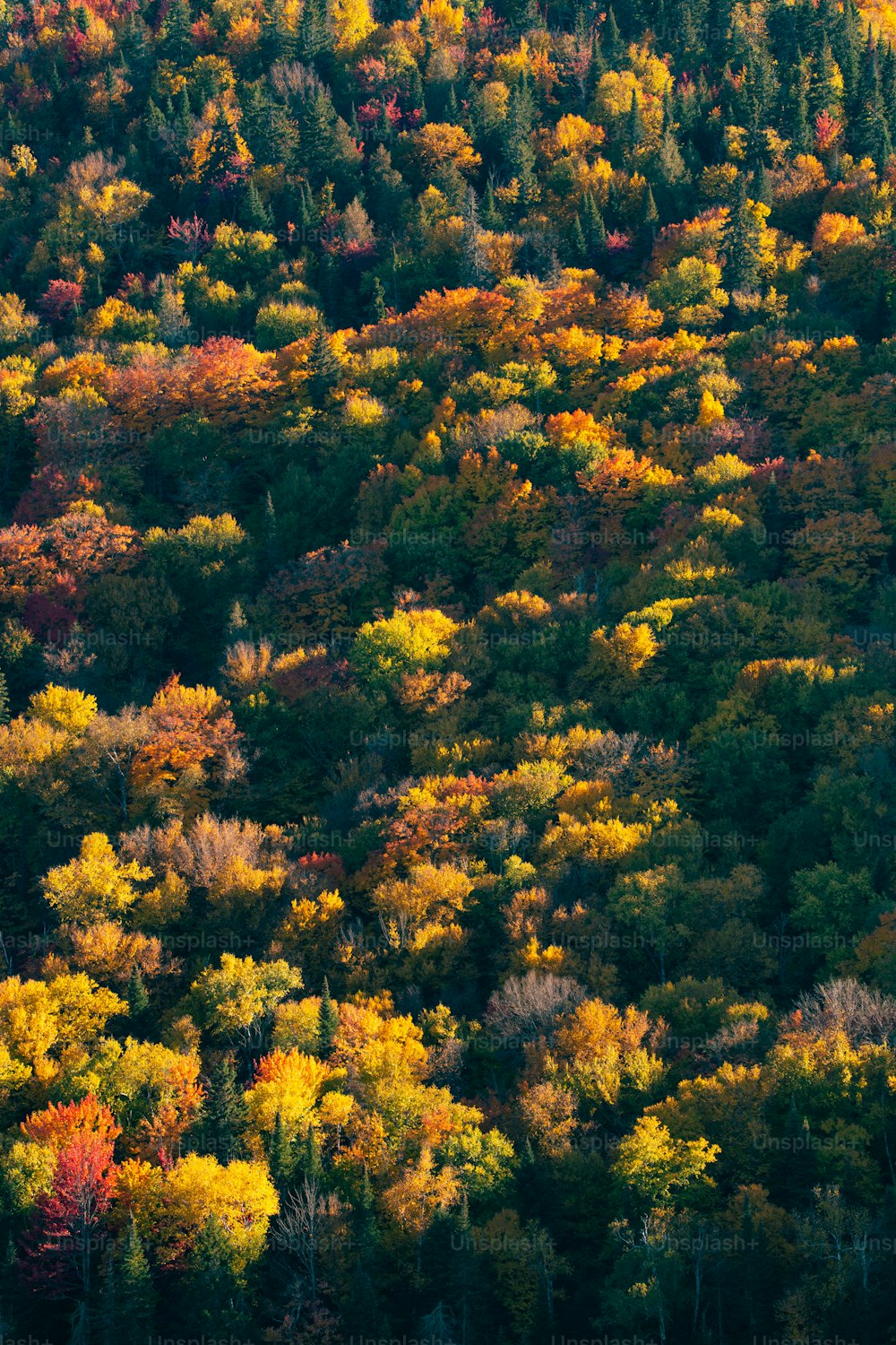 a forest filled with lots of trees covered in fall colors