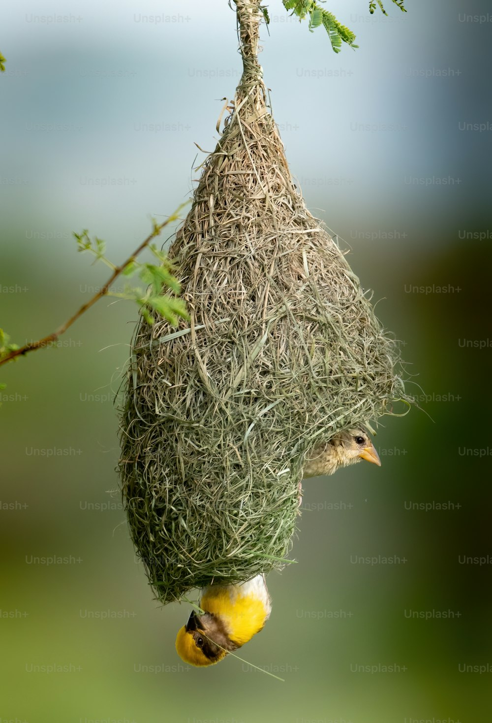 a bird is hanging upside down from a nest