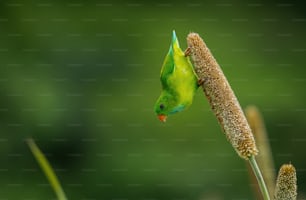 un uccello verde appollaiato in cima a una pianta