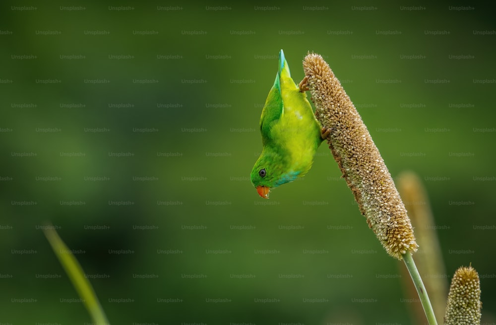 a green bird perched on top of a plant
