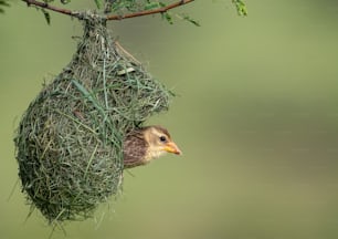a bird is hanging upside down from a nest