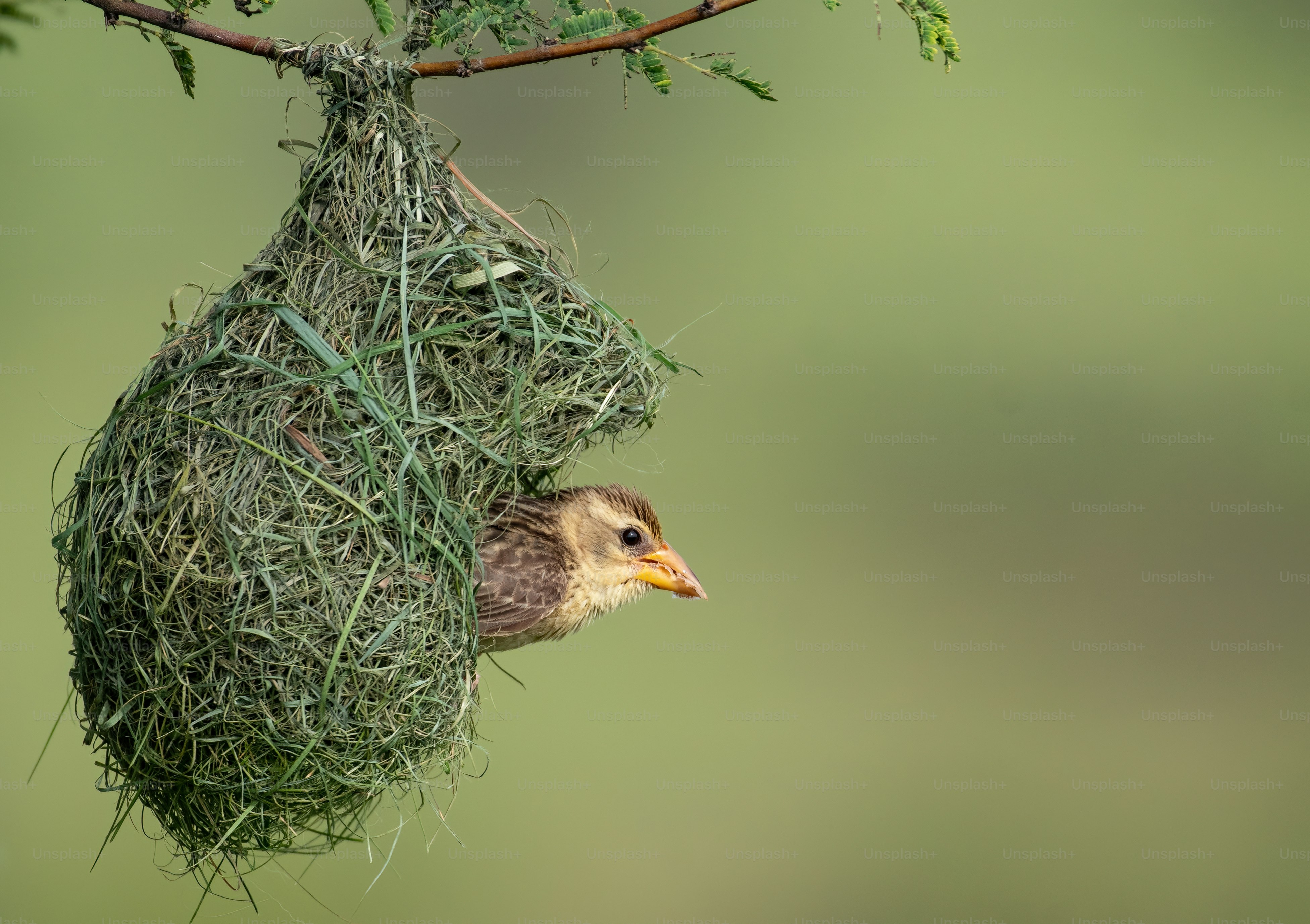 a bird is hanging upside down from a nest