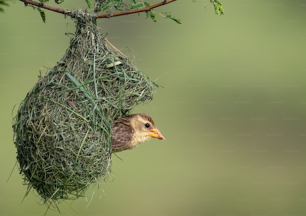 a bird is hanging upside down from a nest