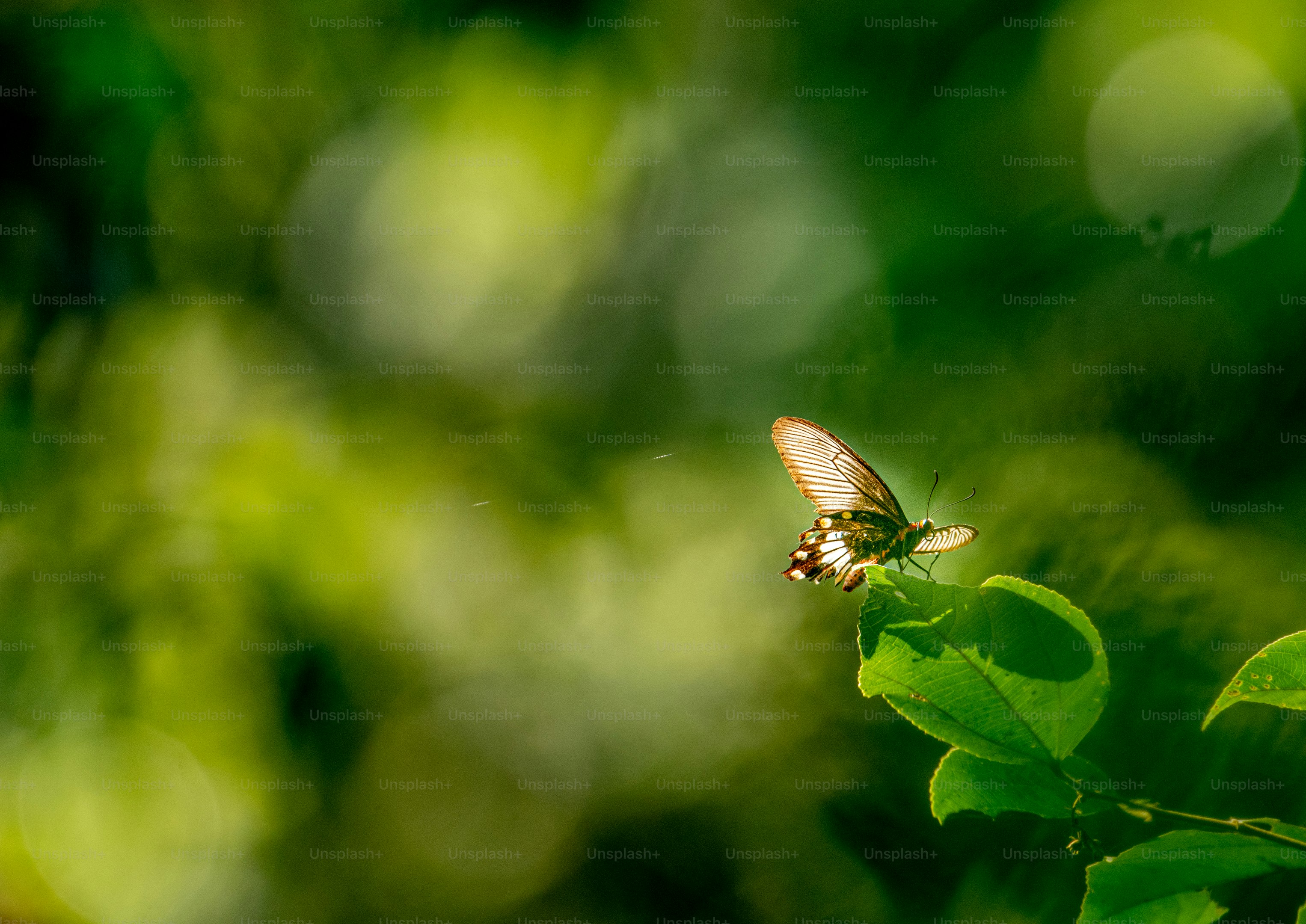 a butterfly sitting on top of a green leaf