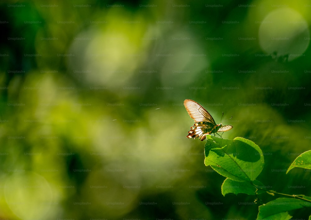 a butterfly sitting on top of a green leaf