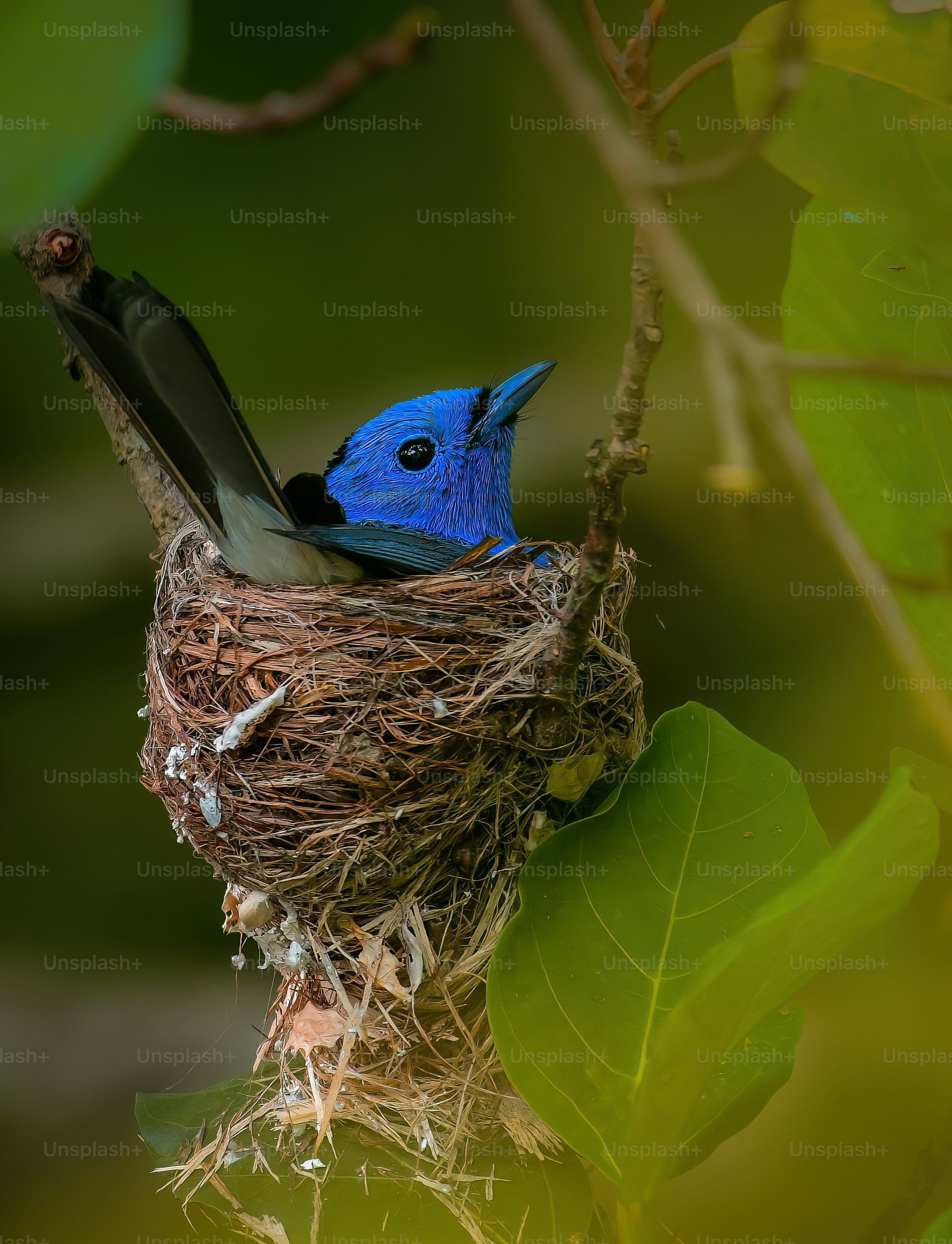 un oiseau bleu assis dans un nid sur une branche d’arbre