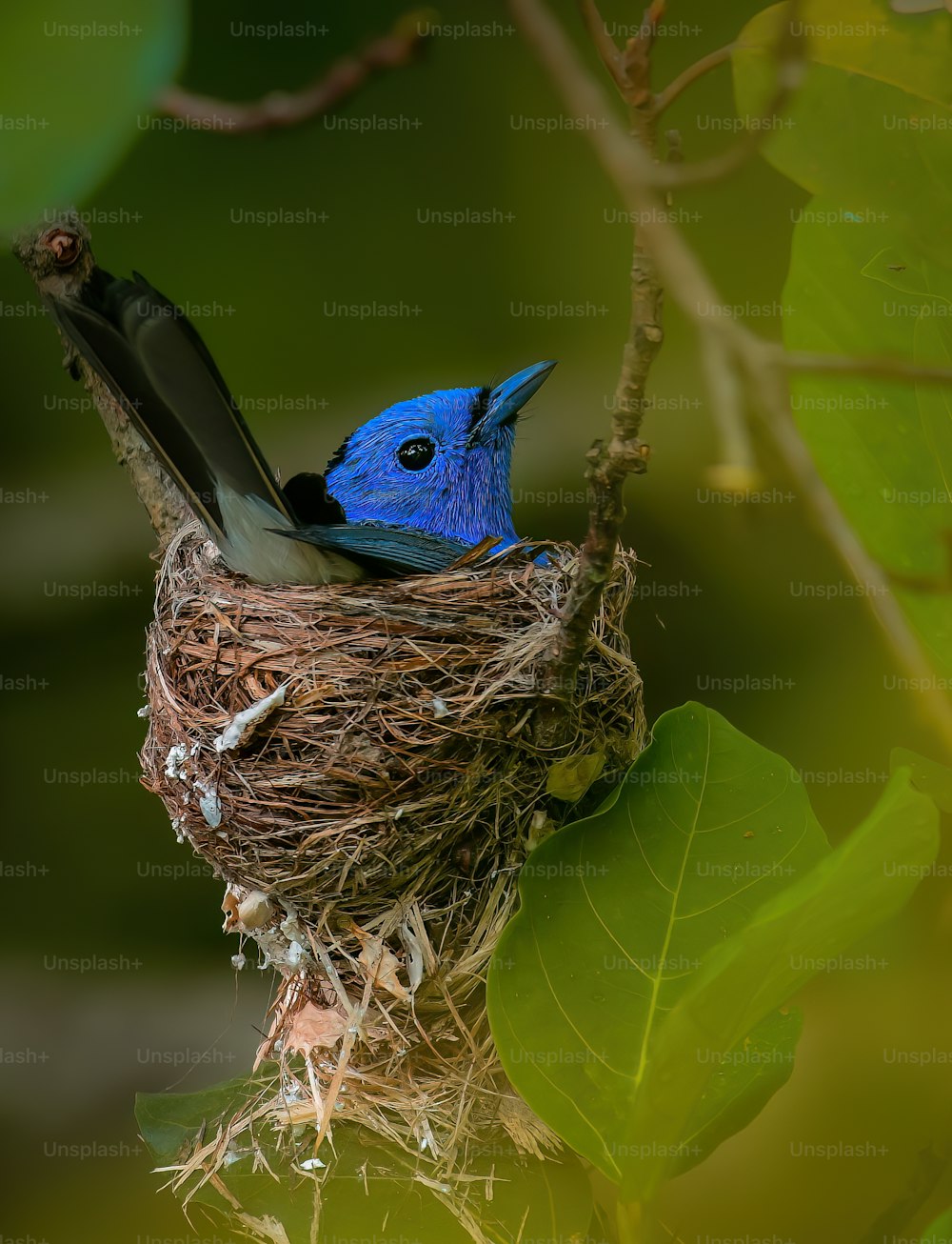 un uccello blu seduto in un nido su un ramo di un albero