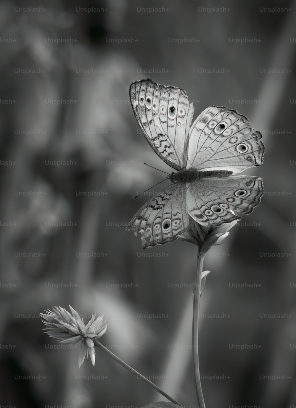 a black and white photo of a butterfly on a flower