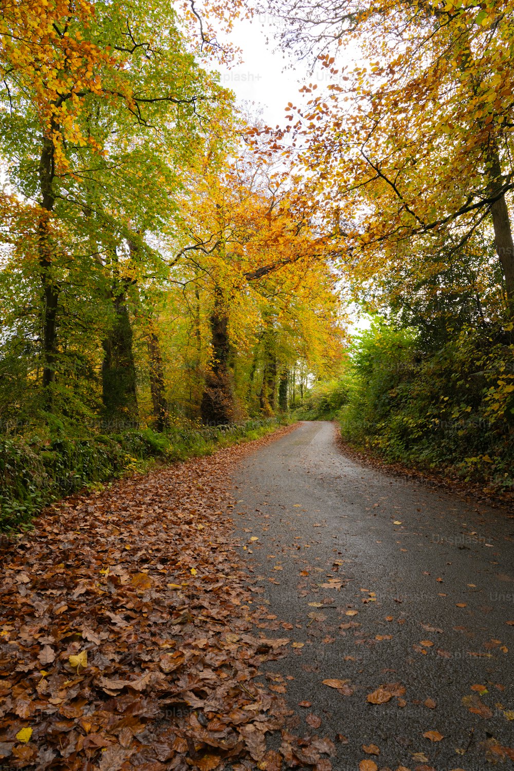 Un camino pavimentado rodeado de árboles con hojas en el suelo