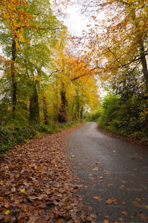 una strada asfaltata circondata da alberi con foglie a terra