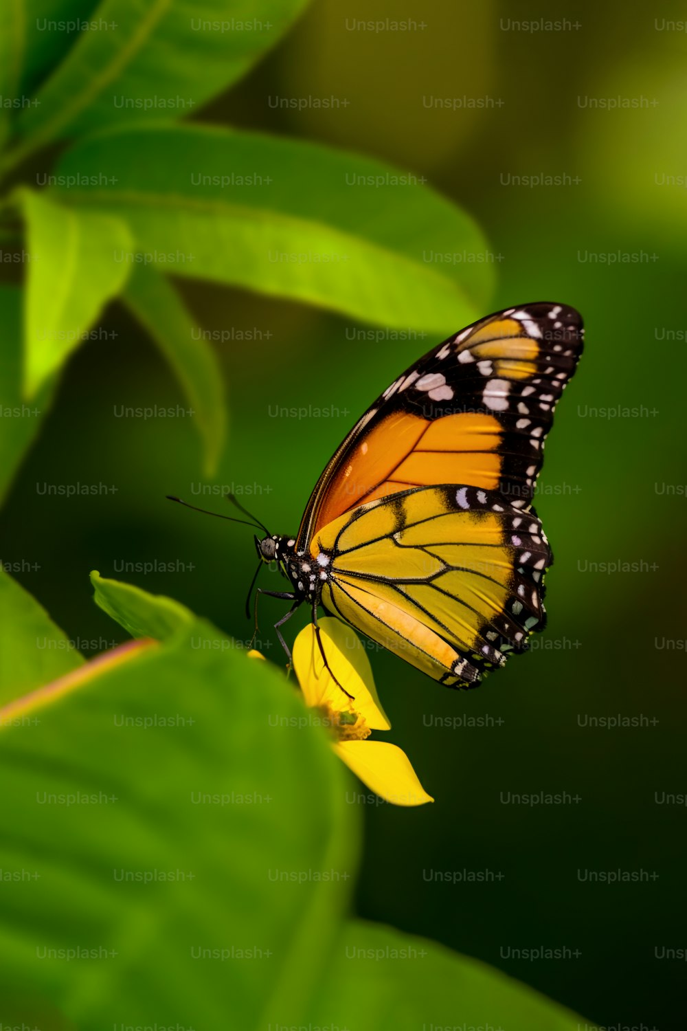 una farfalla seduta sopra un fiore giallo