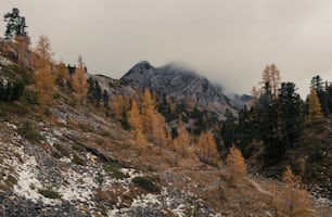 a mountain covered in snow and surrounded by trees