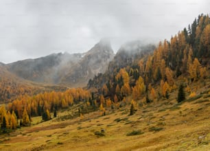 the mountains are covered in yellow and green trees