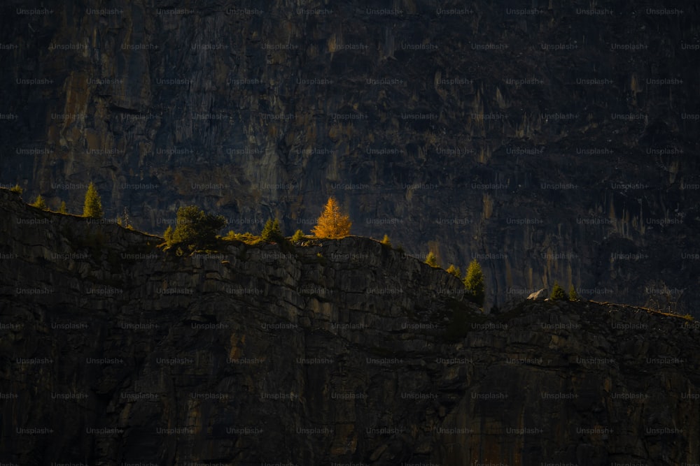 a group of trees sitting on top of a rocky cliff