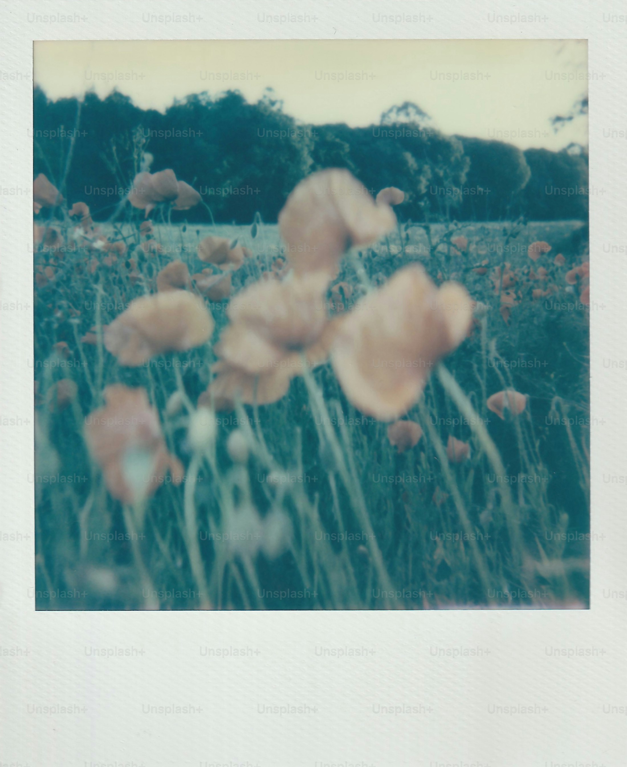 a field of flowers with trees in the background