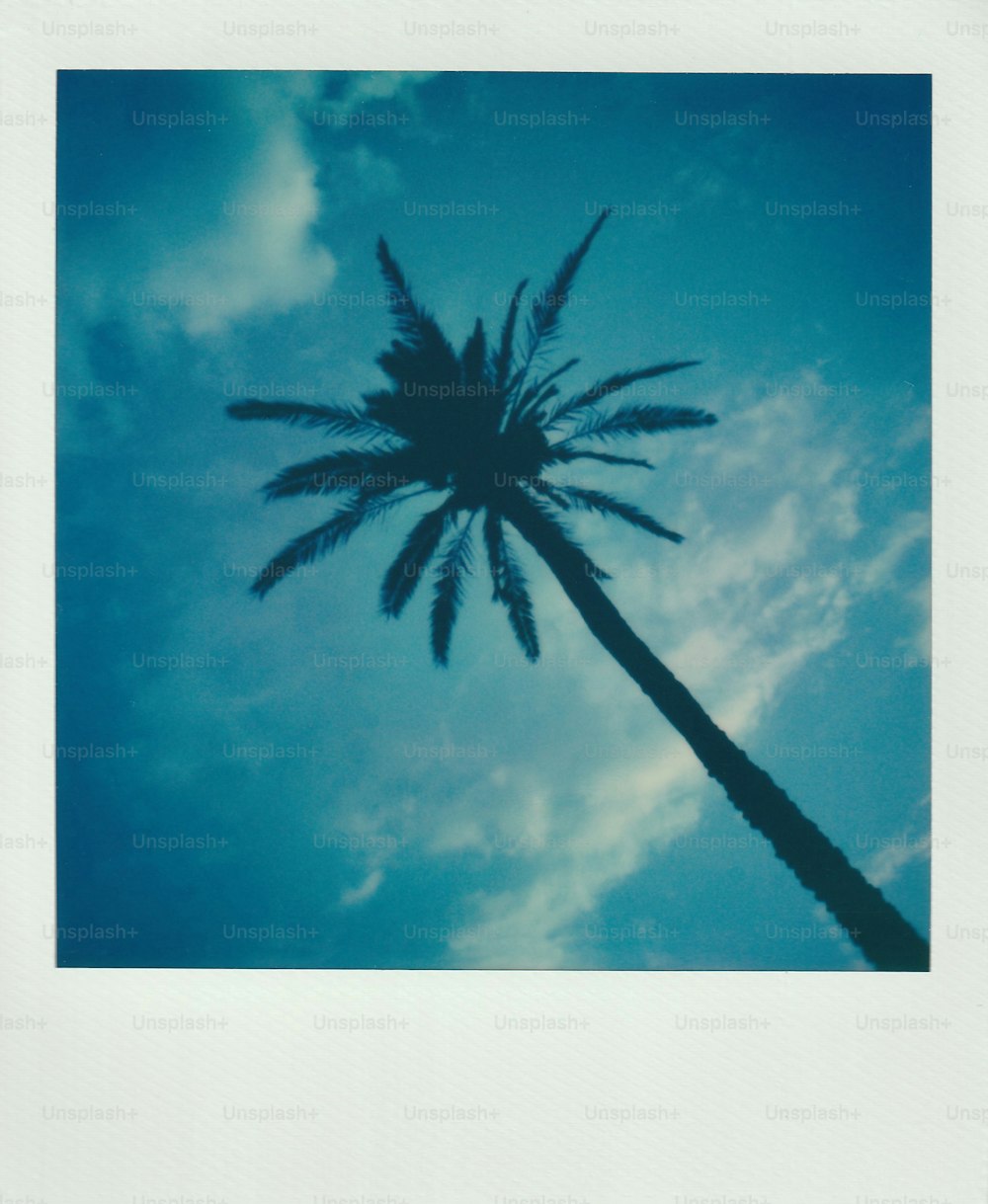 a palm tree with a blue sky in the background