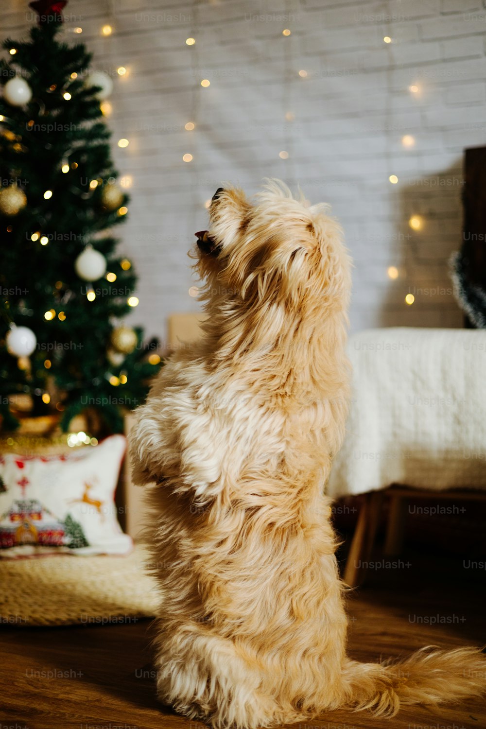 a dog sitting on its hind legs in front of a christmas tree