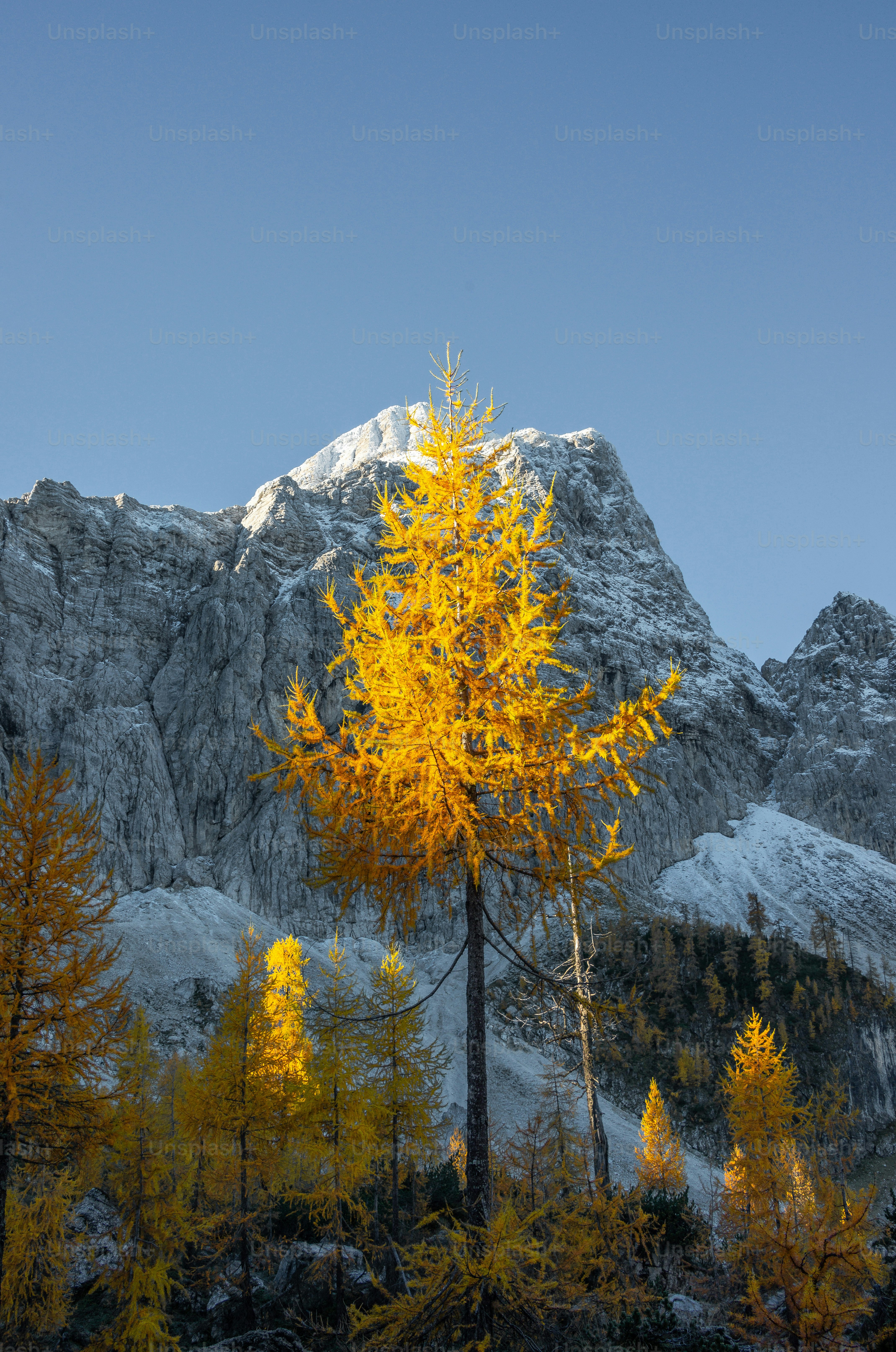 A tree with yellow leaves in front of a mountain photo – Woodland Image ...