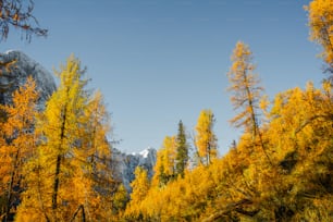 a forest filled with lots of yellow trees