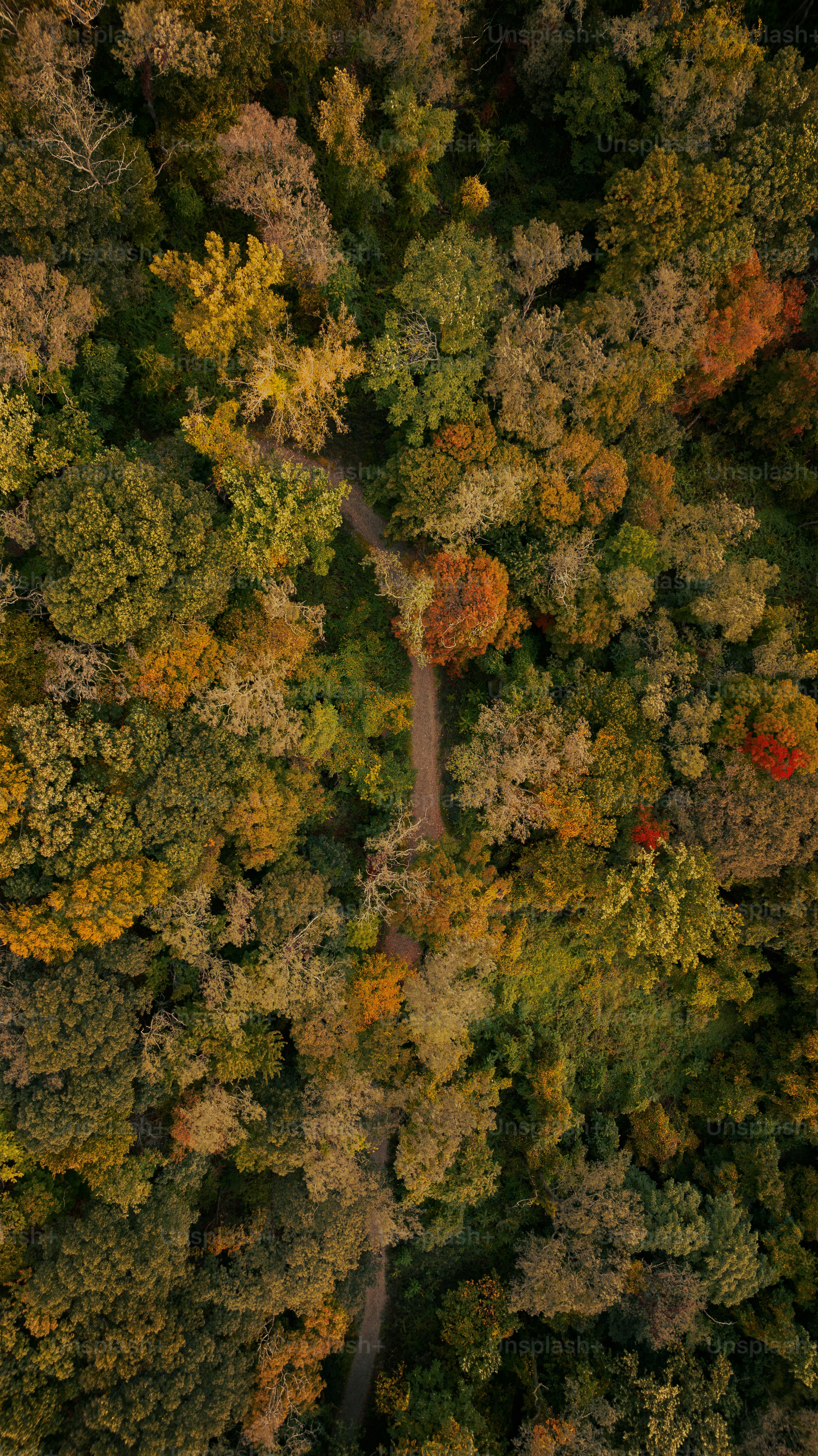 an aerial view of a road in the middle of a forest