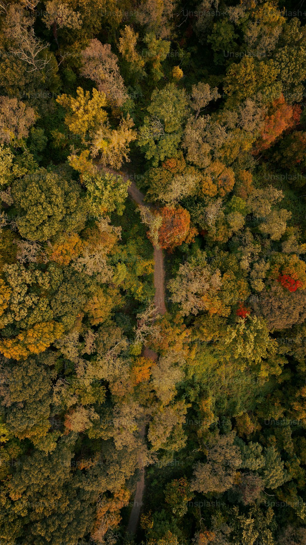 森の真ん中にある道路の空中写真