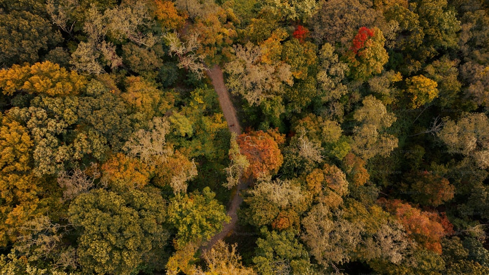 an aerial view of a road surrounded by trees