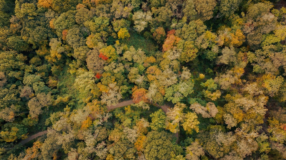 an aerial view of a road in a forest