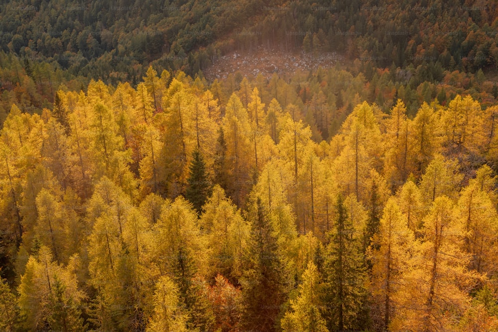 a forest filled with lots of yellow trees
