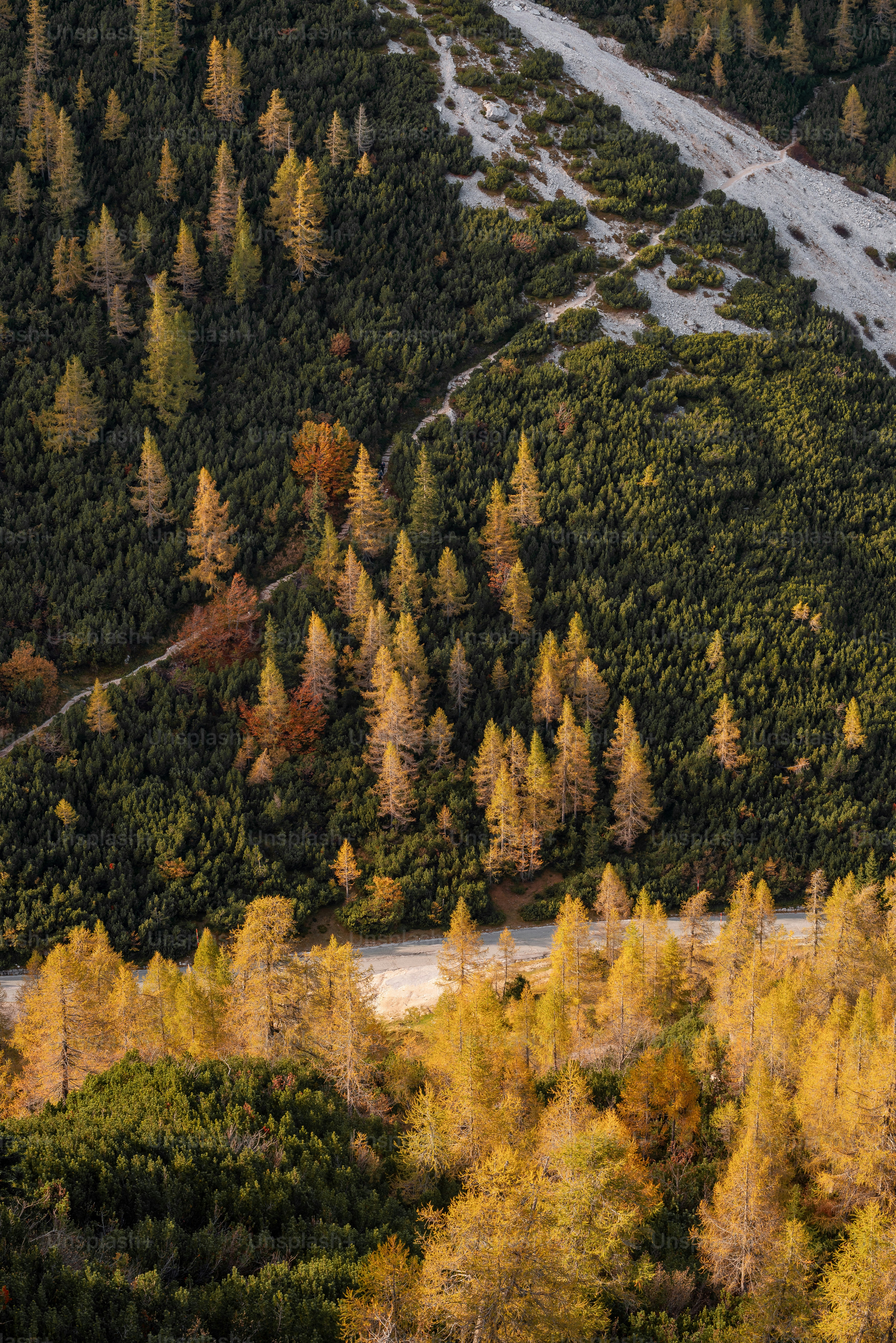 An aerial view of a road surrounded by trees photo – Foliage Image on ...