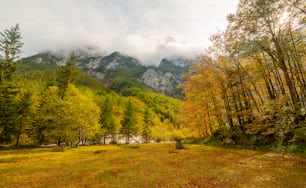 a grassy field with trees and mountains in the background