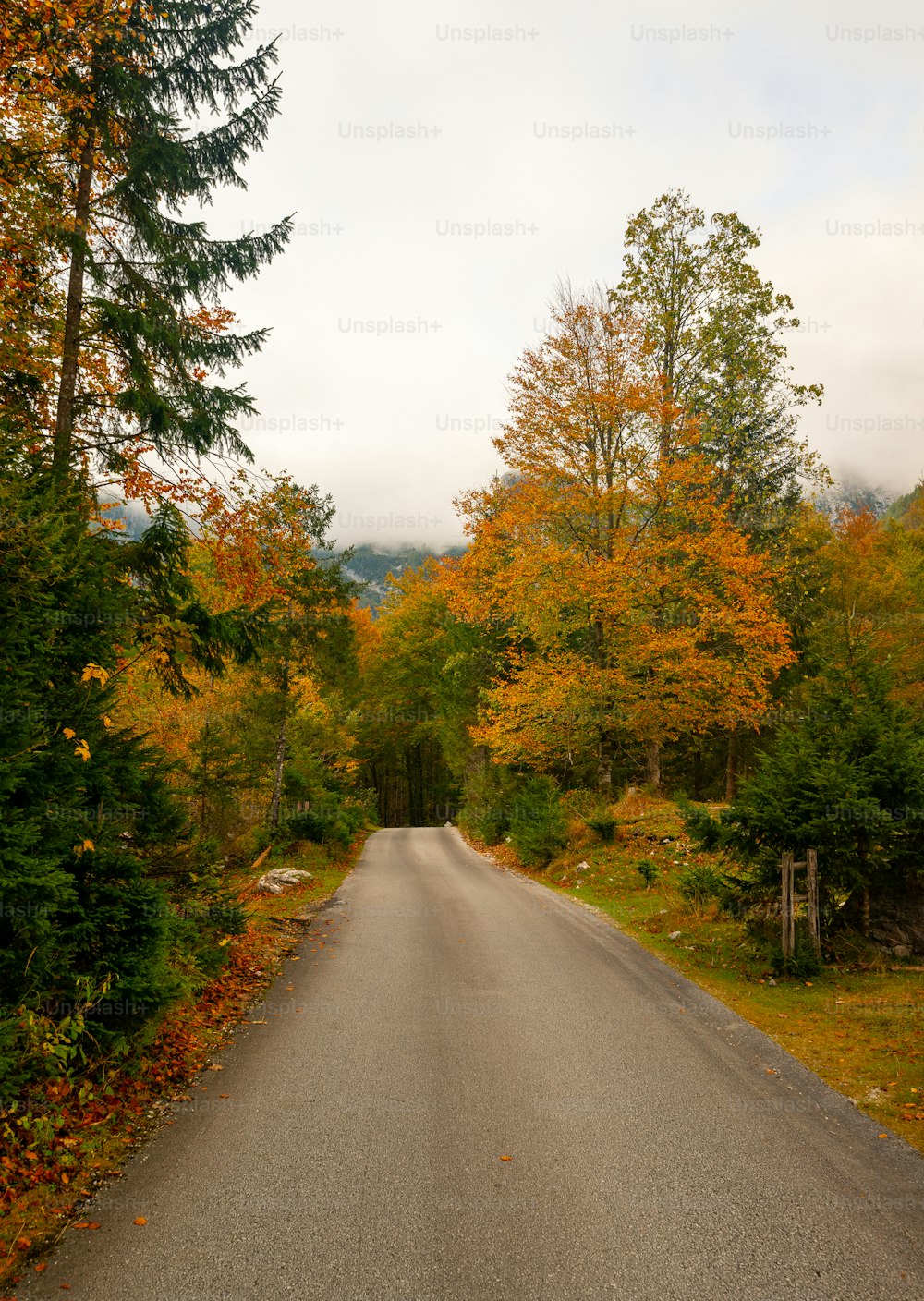 an empty road surrounded by trees and foliage