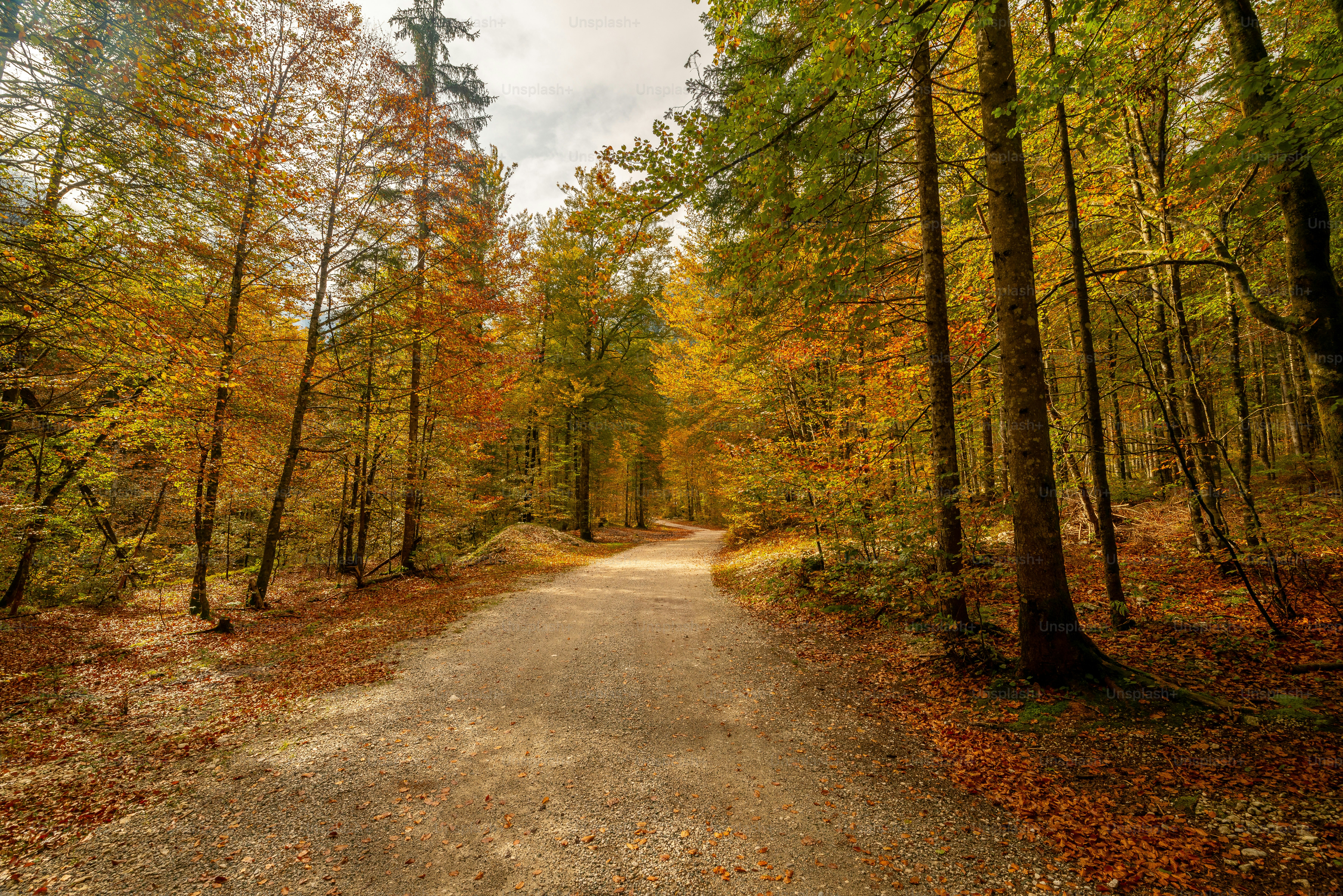 Un camino de tierra en medio de un bosque foto – Imagen de Bosque en ...