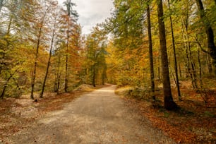 a dirt road in the middle of a forest